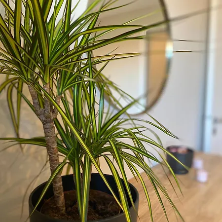 Apartament Malicia Norda